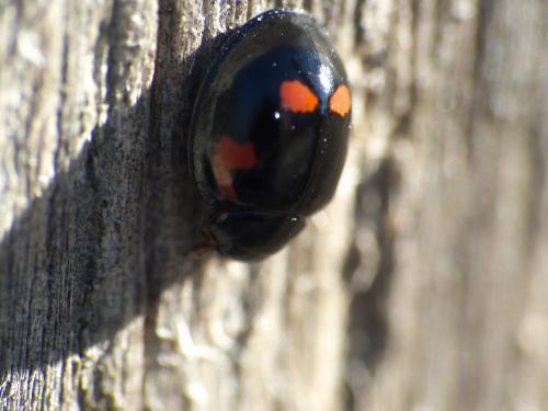 Exochomus quadripustulatus